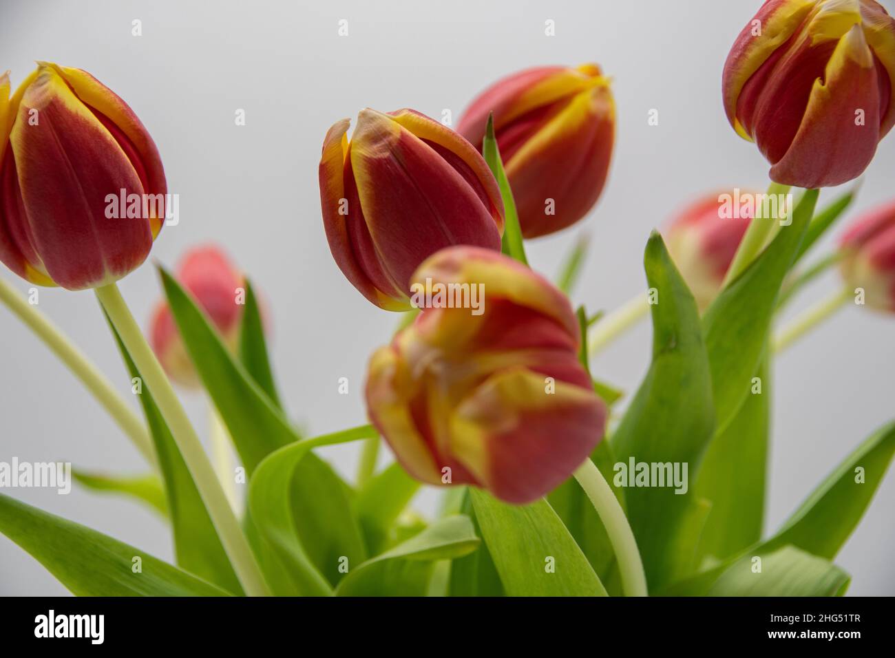 Beautiful shrub red flowers hi-res stock photography and images - Alamy
