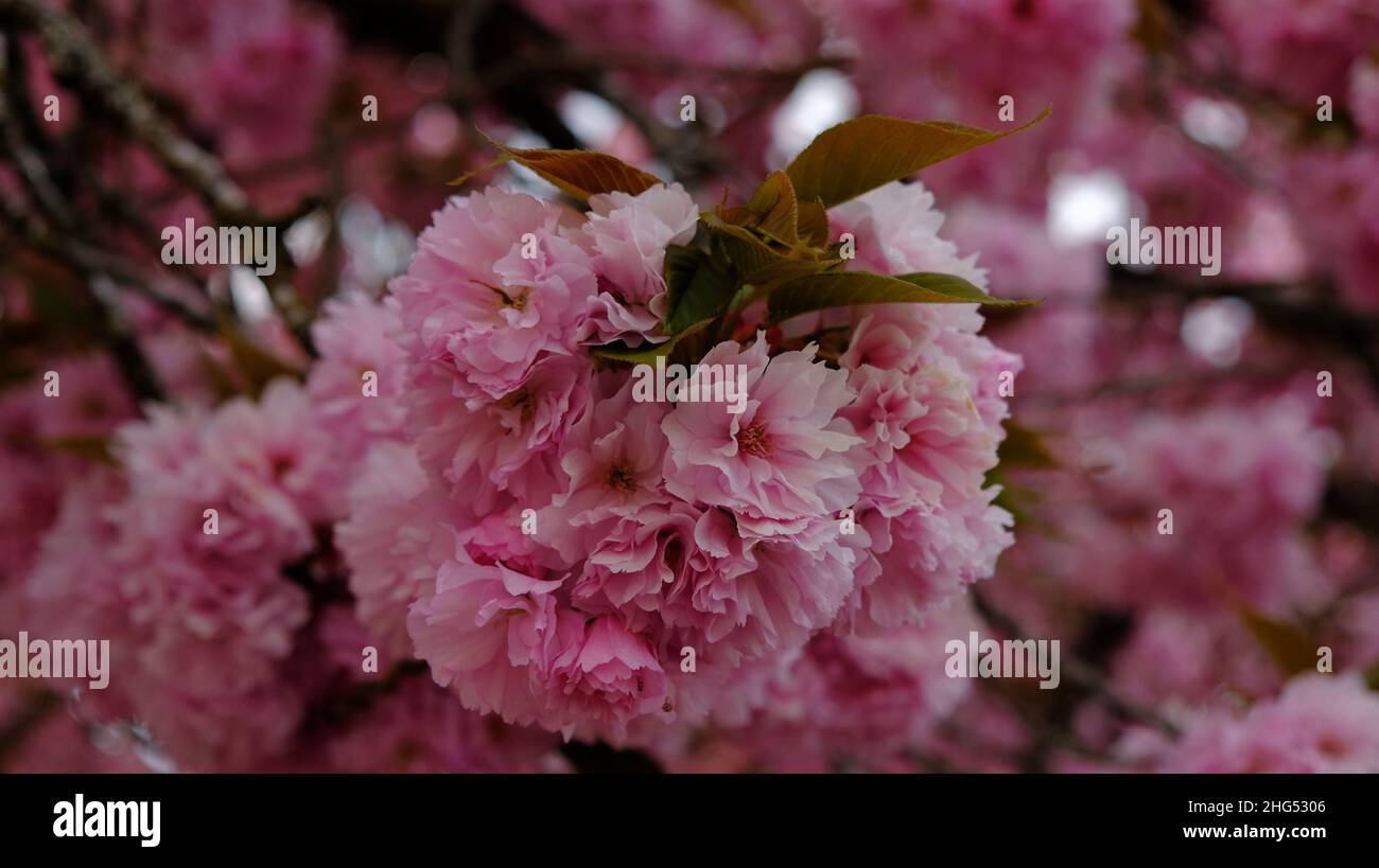 Japanese Flowering Cherry tree blooming, captured at close proximity in tthe spring. Stock Photo