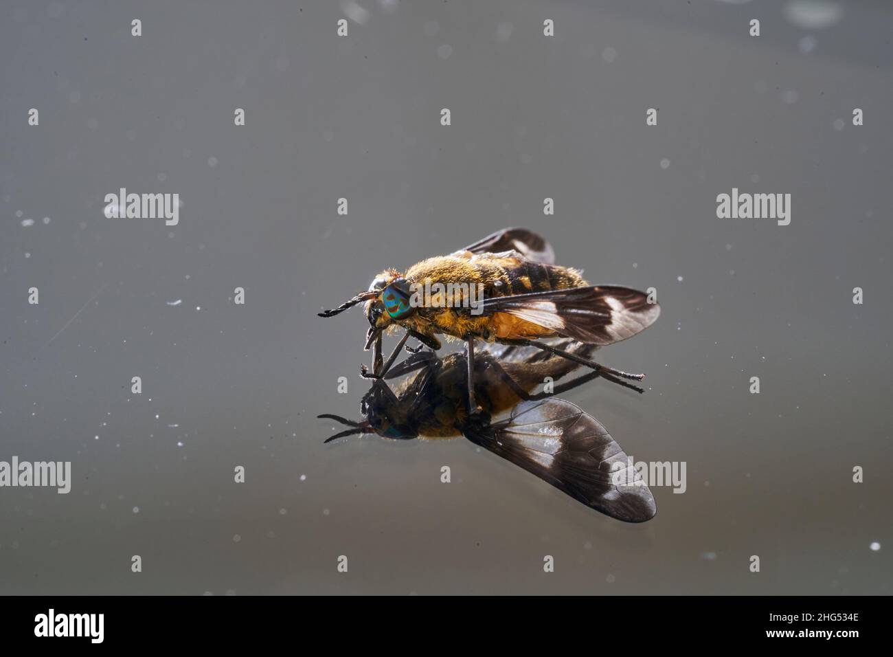 Colorful horse fly Stock Photo