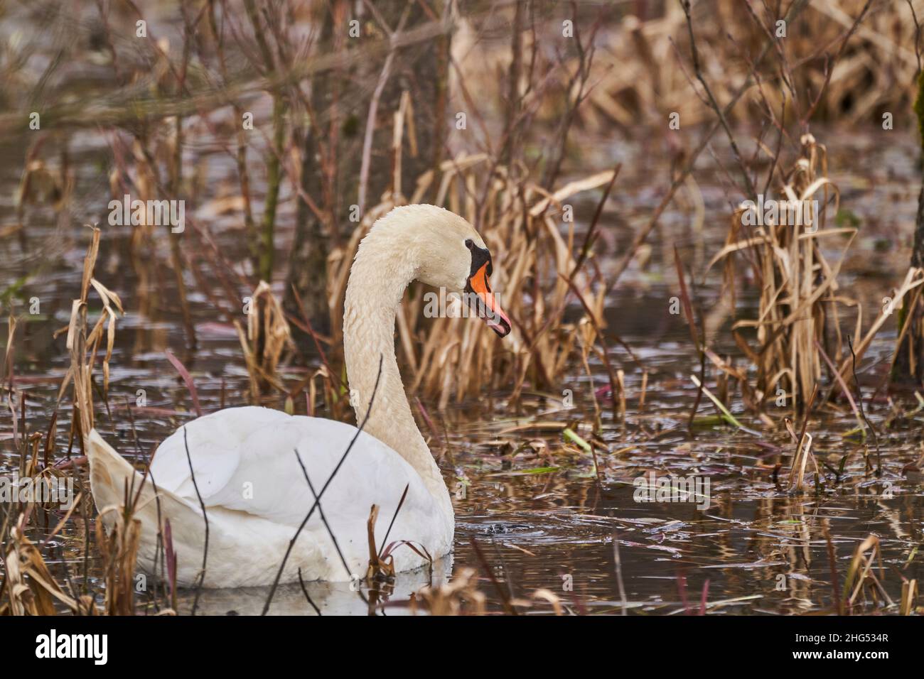 White swans, Cygnus, swimming through reed. Bird species of Anatidae family closely related to geese and ducks. Stock Photo