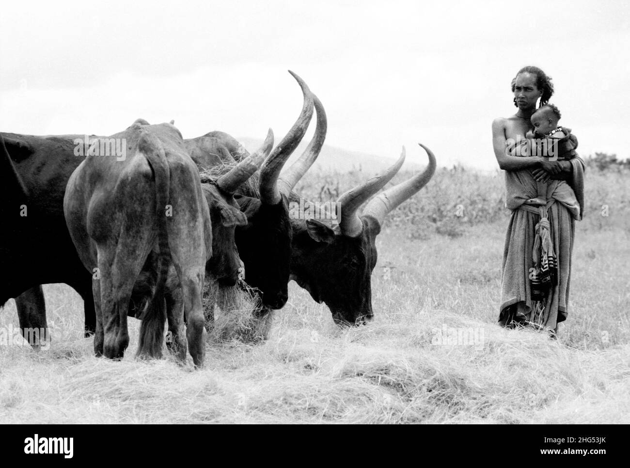 B/W of a traditional rural Tigrayan woman carrying her baby, standing next to Raya, long-horned cattle. Tigray, Ethiopia, Africa Stock Photo