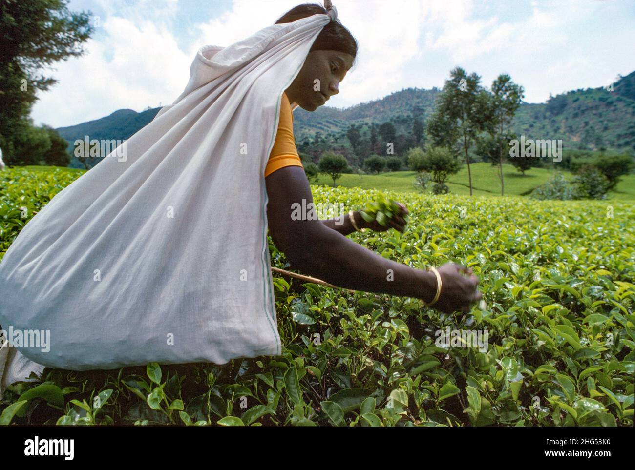 Close up of a Tamil woman with a white sackful of tea hanging from her head, plucking tea on a highland tea estate near Nuwara Eliya, Sri Lanka. Stock Photo
