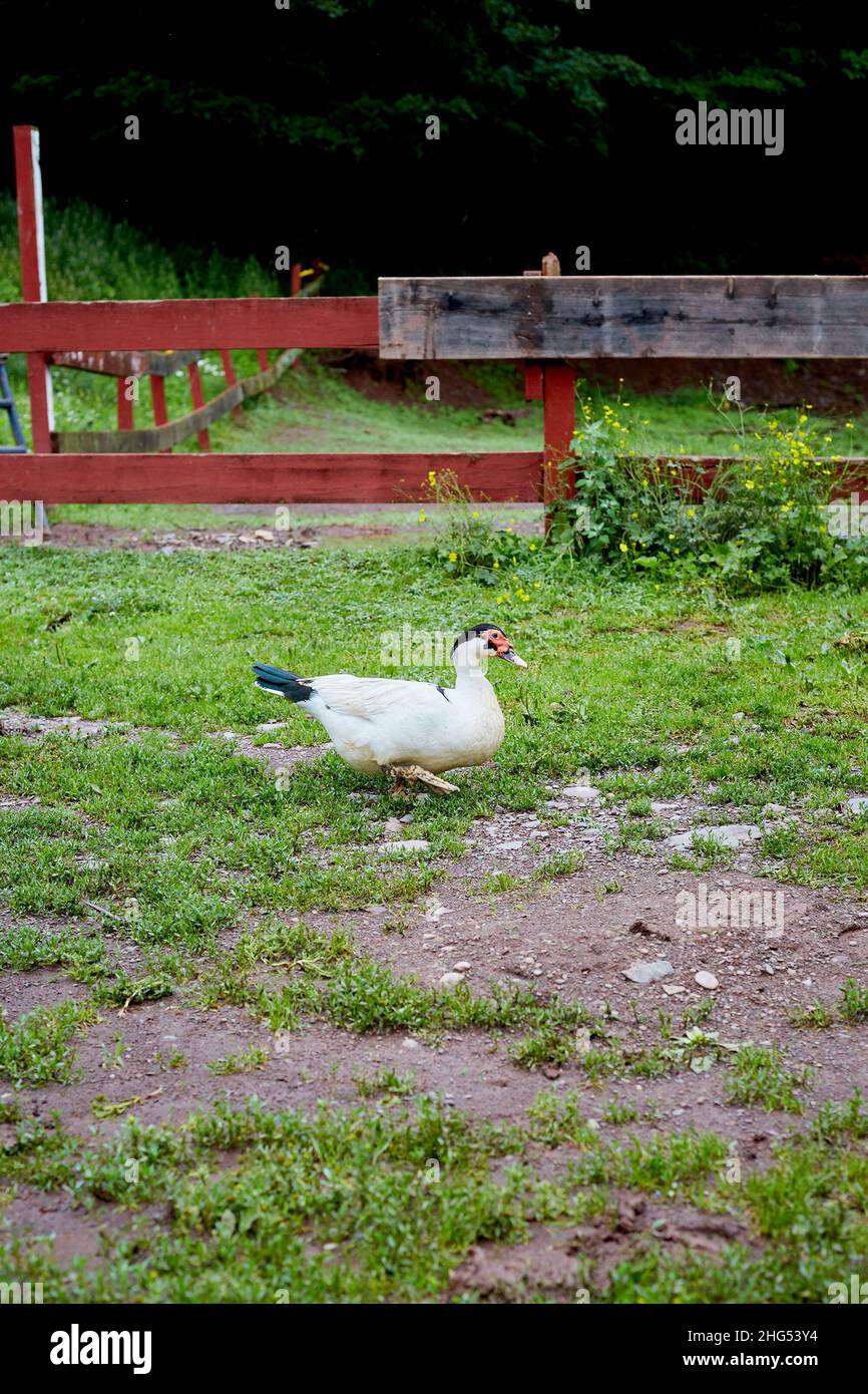 Black Headed Muscovy Duck with Blue Tail Feathers Walking in Front of Fence Stock Photo