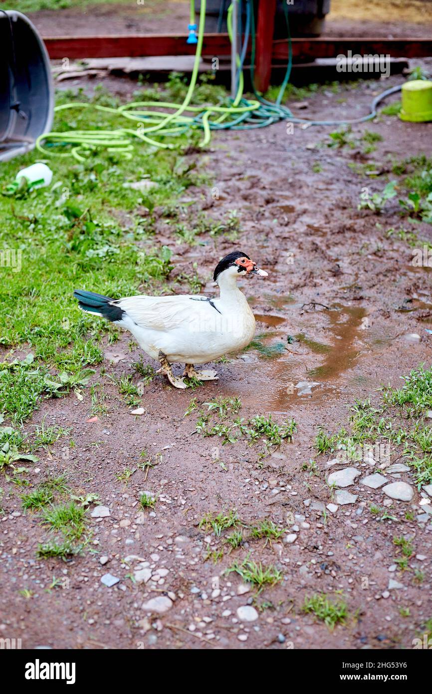 Black Headed Muscovy Duck with Blue Tail Feathers Walking on Muddy Ground at Farm Stock Photo