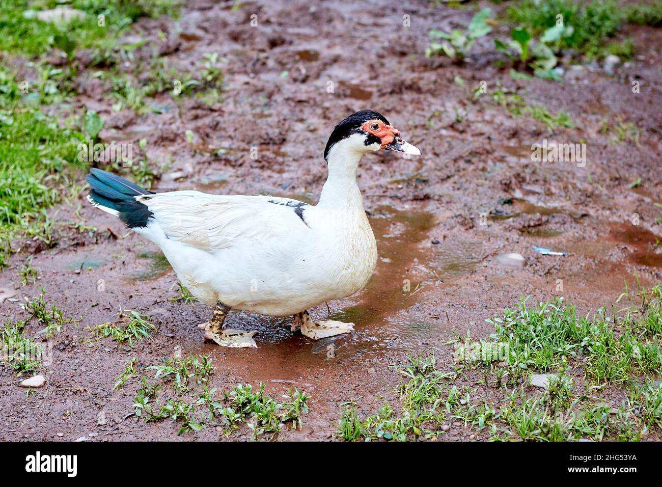 Black Headed Muscovy Duck with Blue Tail Feathers Walking in Mud Puddle Stock Photo