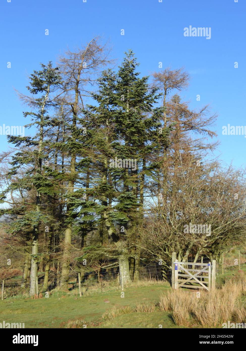 Noble Fir, Abies procera on the edge of Wern Frank Wood Stock Photo