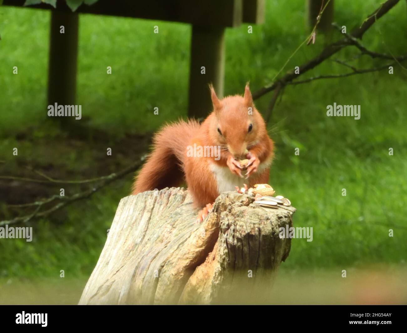 Red Squirrel at the British Wildlife Centre Stock Photo