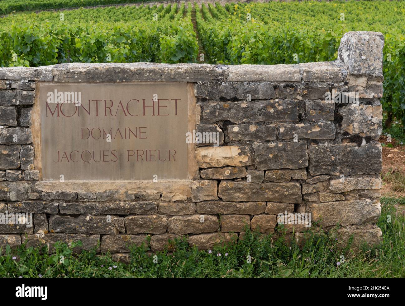 Chassagne-Montrachet, France - June 29, 2020: Vineyard Domaine Jacques Prieur with gate and wall in Burgundy, France. Stock Photo