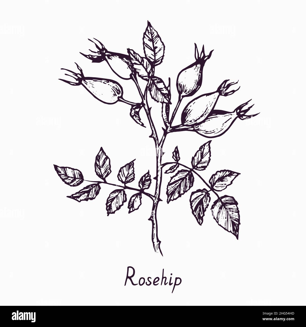 Rosehip branch with berries and leaves, outline simple doodle drawing with inscription, gravure style Stock Photo