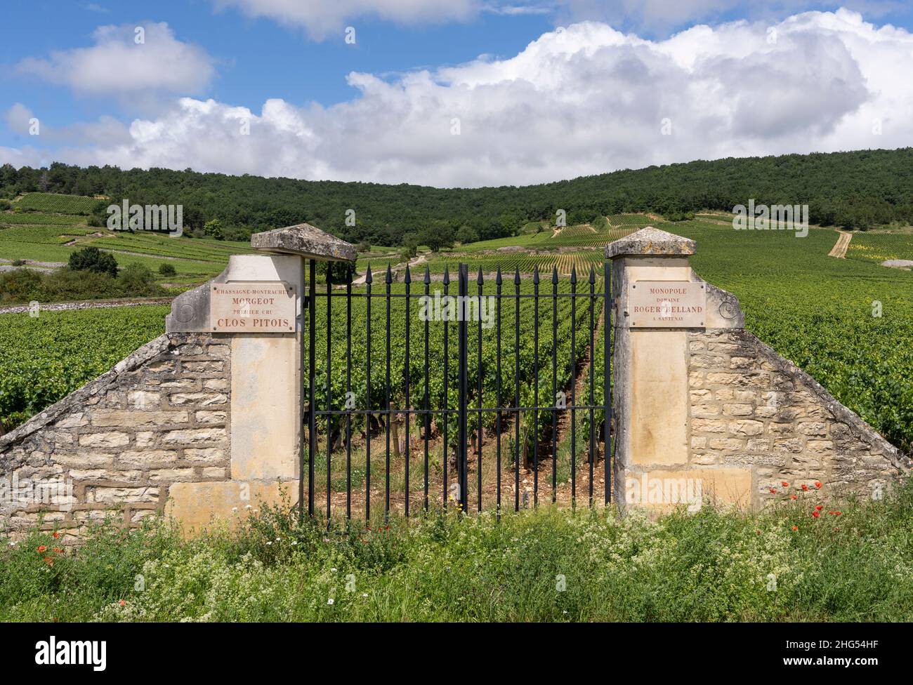 Chassagne-Montrachet, France - June 29, 2020: Vineyard wit gate of Clos Pitois, Morgeot in Burgundy, France. Stock Photo