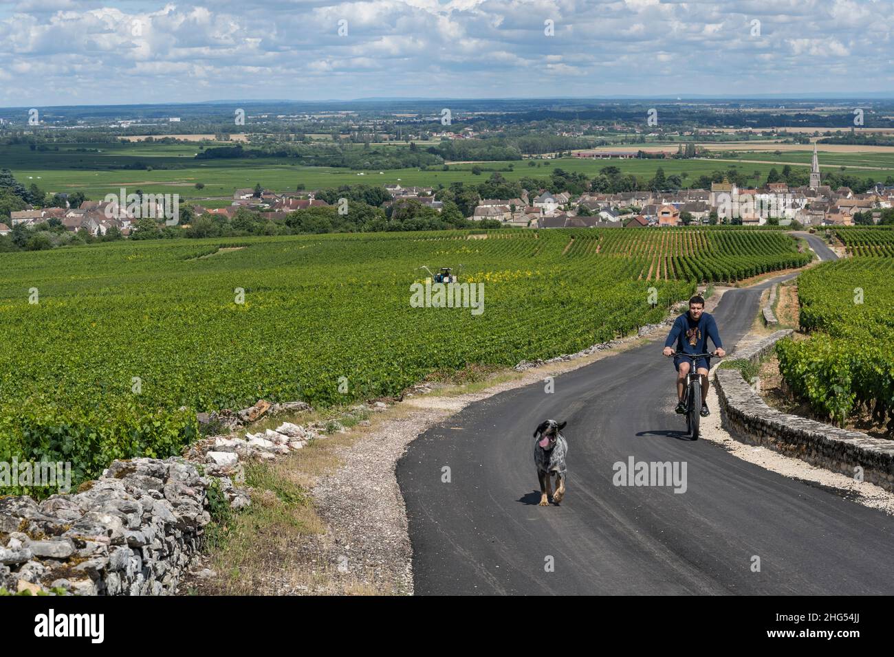 Meursault, France - June 29, 2020: Vineyards near Meursault in the Burgundy with country road, biker and dog, France. Stock Photo
