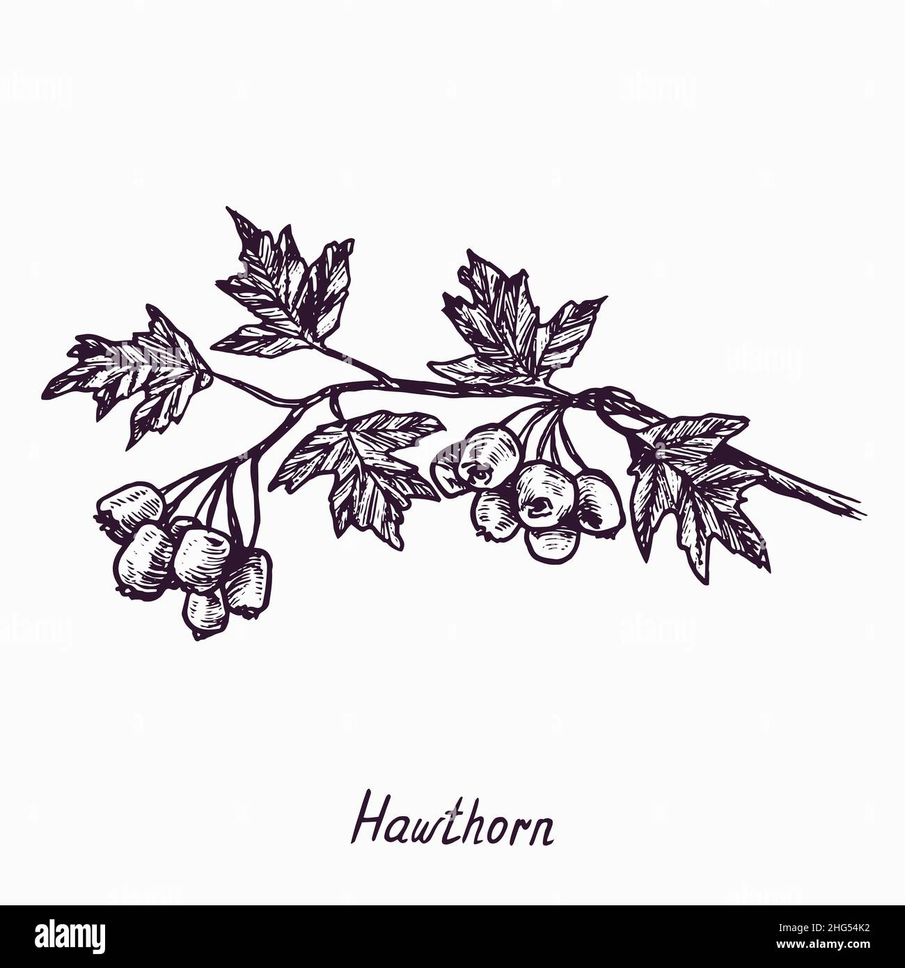 Hawthorn branch with berries and leaves, outline simple doodle drawing with inscription, gravure style Stock Photo