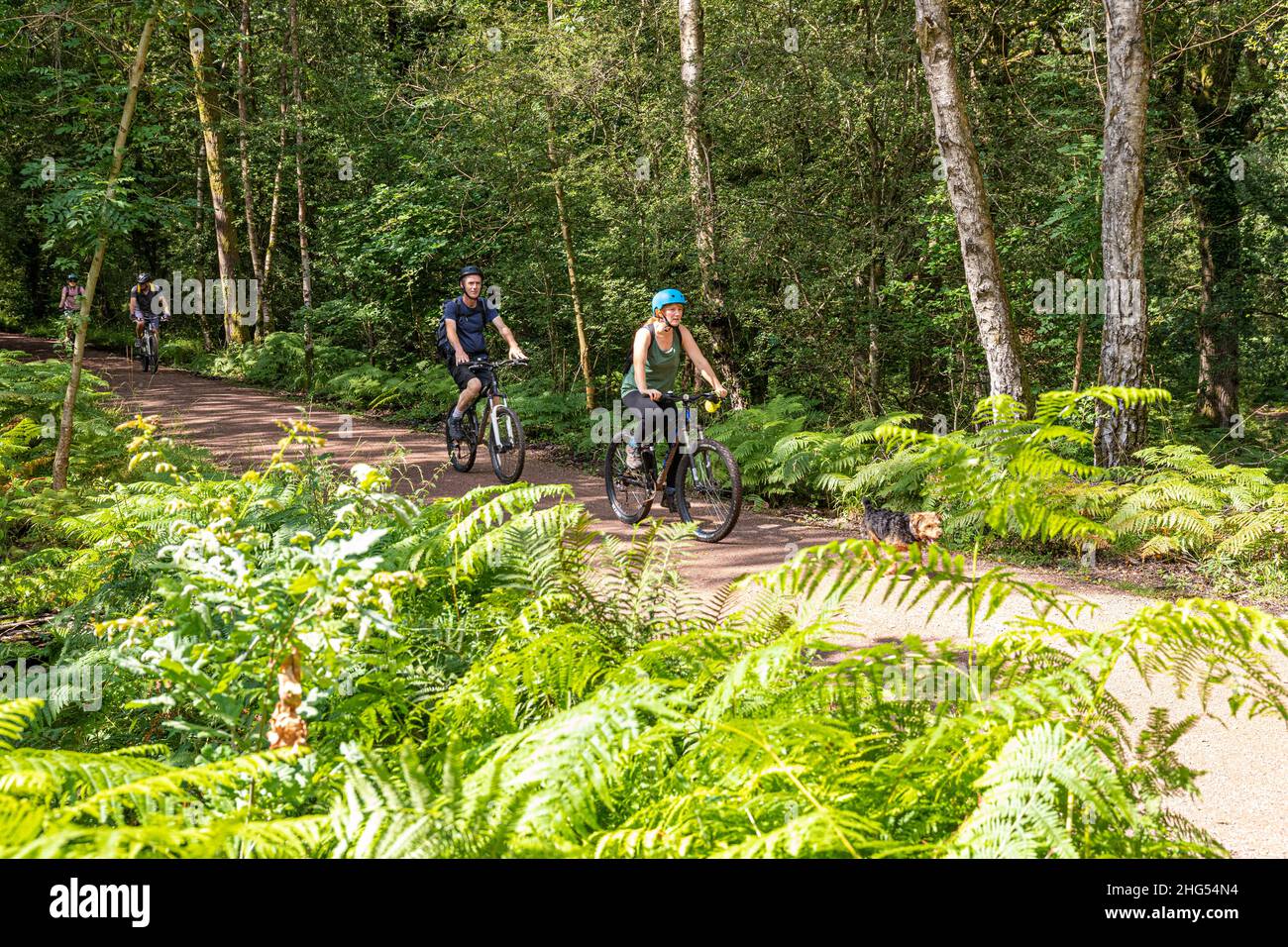 Cyclists enjoying the Forest of Dean Family Cycle Trail near Cannop, Coleford, Gloucestershire.UK Stock Photo
