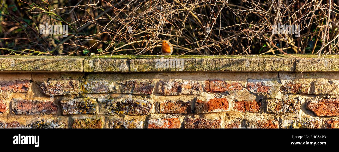 Robin perched on wall in Gloucestershire, United Kingdom Stock Photo