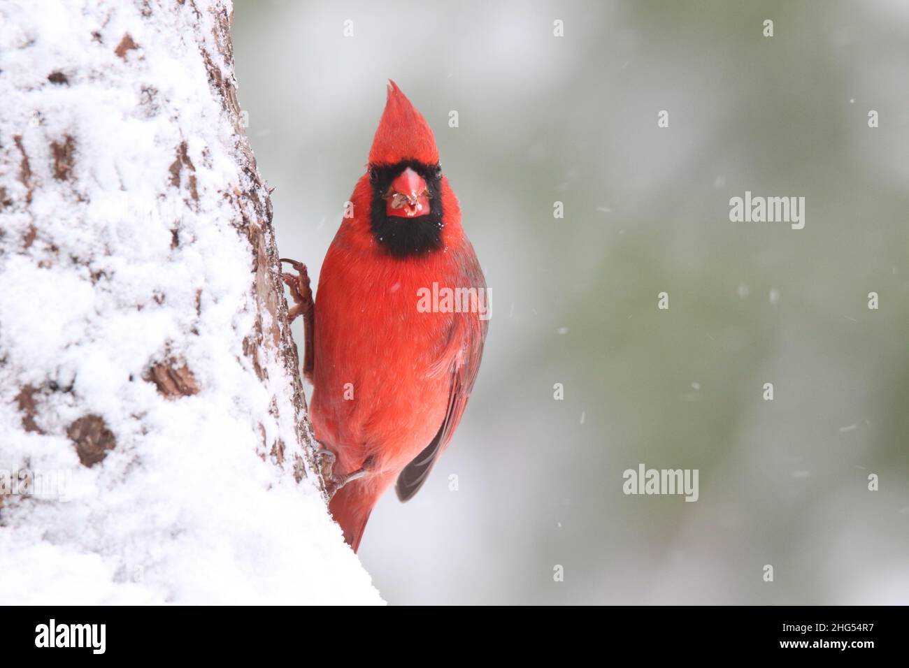 Red northern cardinal clings to the side of a tree in a winter storm Stock Photo