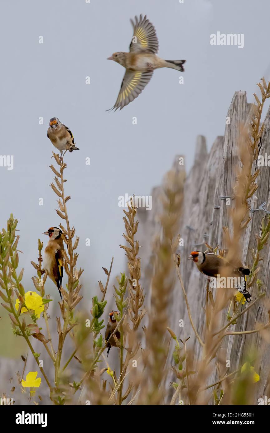 Chardonneret élégant, goldfinch, groupe d'oiseaux en vol, photo nature en baie de somme, la Maye, saint Firmin les crotoy, Stock Photo