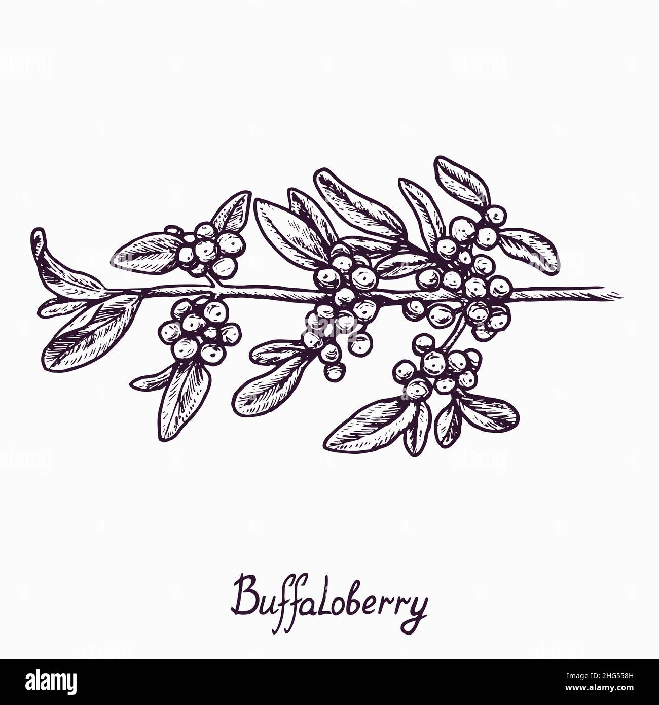 Buffaloberry branch with berries and leaves, outline simple doodle drawing with inscription, gravure style Stock Photo