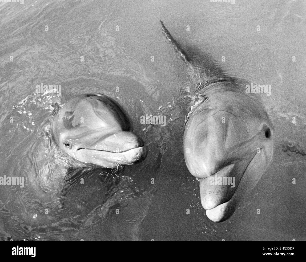 Two curious bottlenose dolphins come up to look directly at the camera in the Florida Keys. Stock Photo