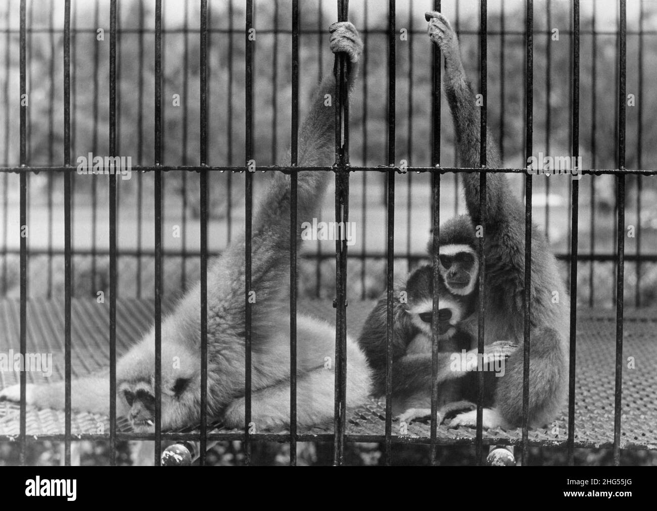 Gibbon monkeys inside a cage in a zoo. Stock Photo