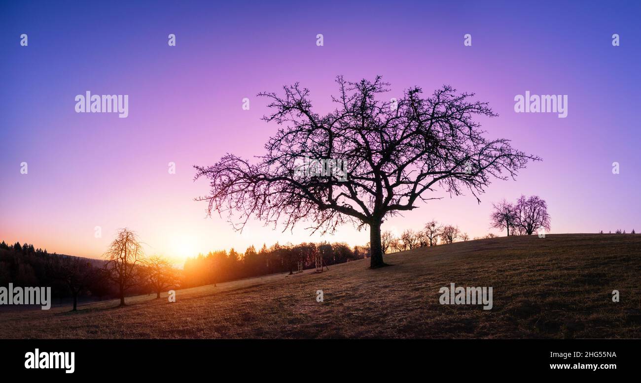 Silhouette of a lone bare tree on a hill at sunset with beautiful purple sky Stock Photo