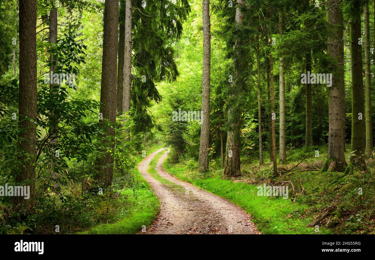Hiking path in a beautiful forest with deciduous and evergreen trees, soft light and lush green Stock Photo