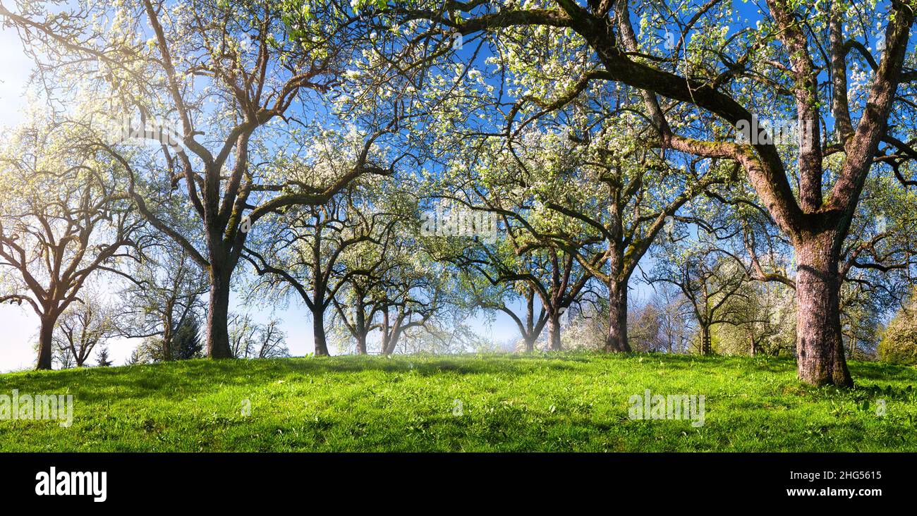 Beautiful panoramic green landscape in spring, with trees in a row creating an alley on a meadow lit by rays of side light, clear blue sky Stock Photo