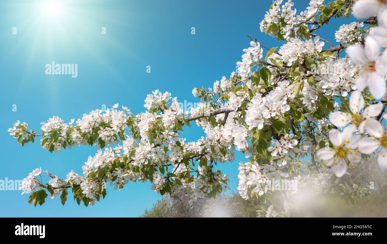 White blossoms on a branch in beautiful bright sunlight with clear blue sky in the background Stock Photo