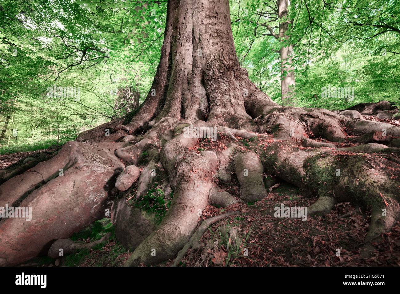 Strong roots of a large old beech tree in a deciduous forest Stock Photo