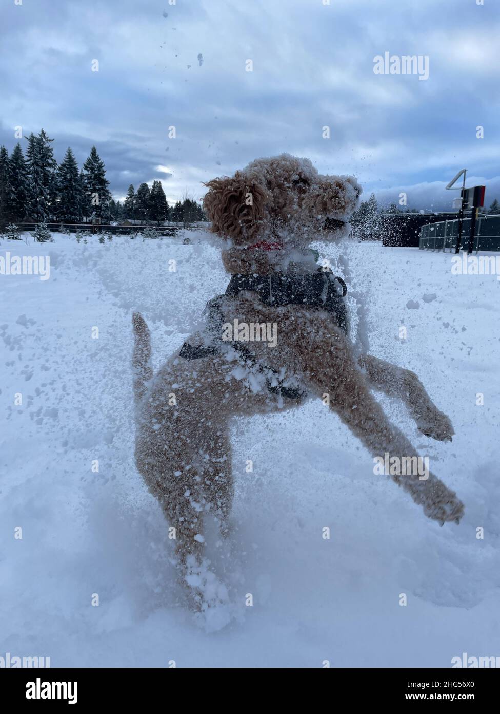 Cocker Labradoodle Australian Labradoodle is a mix between the Labrador Retriever, Poodle ...