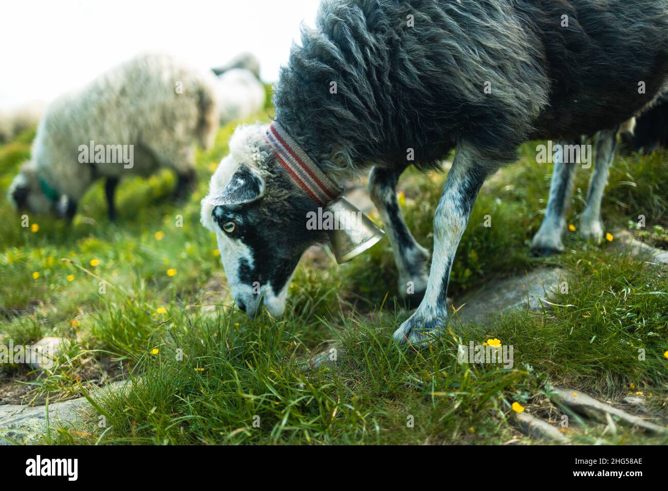 Flock of sheep in a beautiful mountain meadow Stock Photo - Alamy