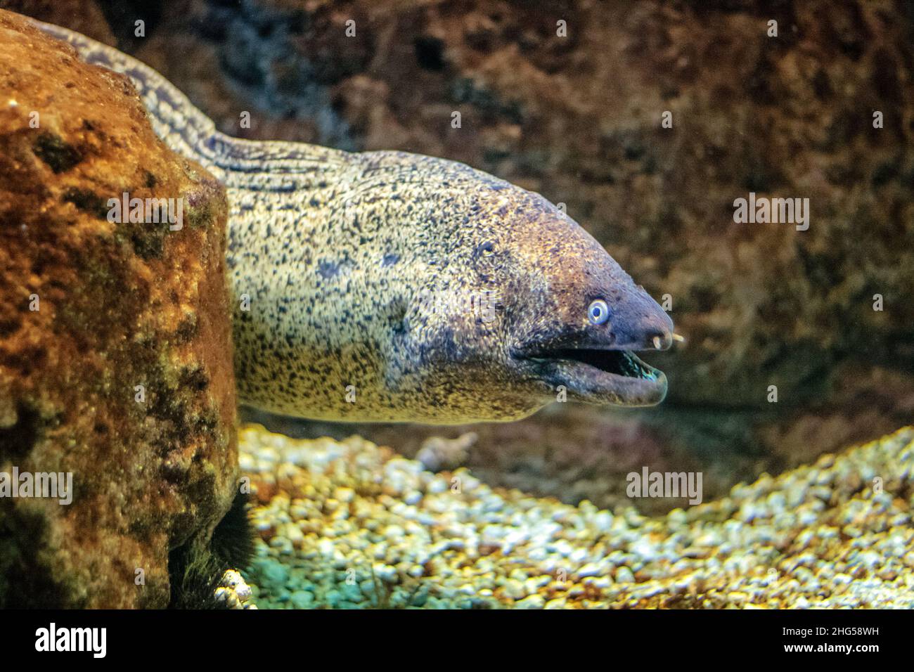 Predatory sea fish muraena. Stock Photo