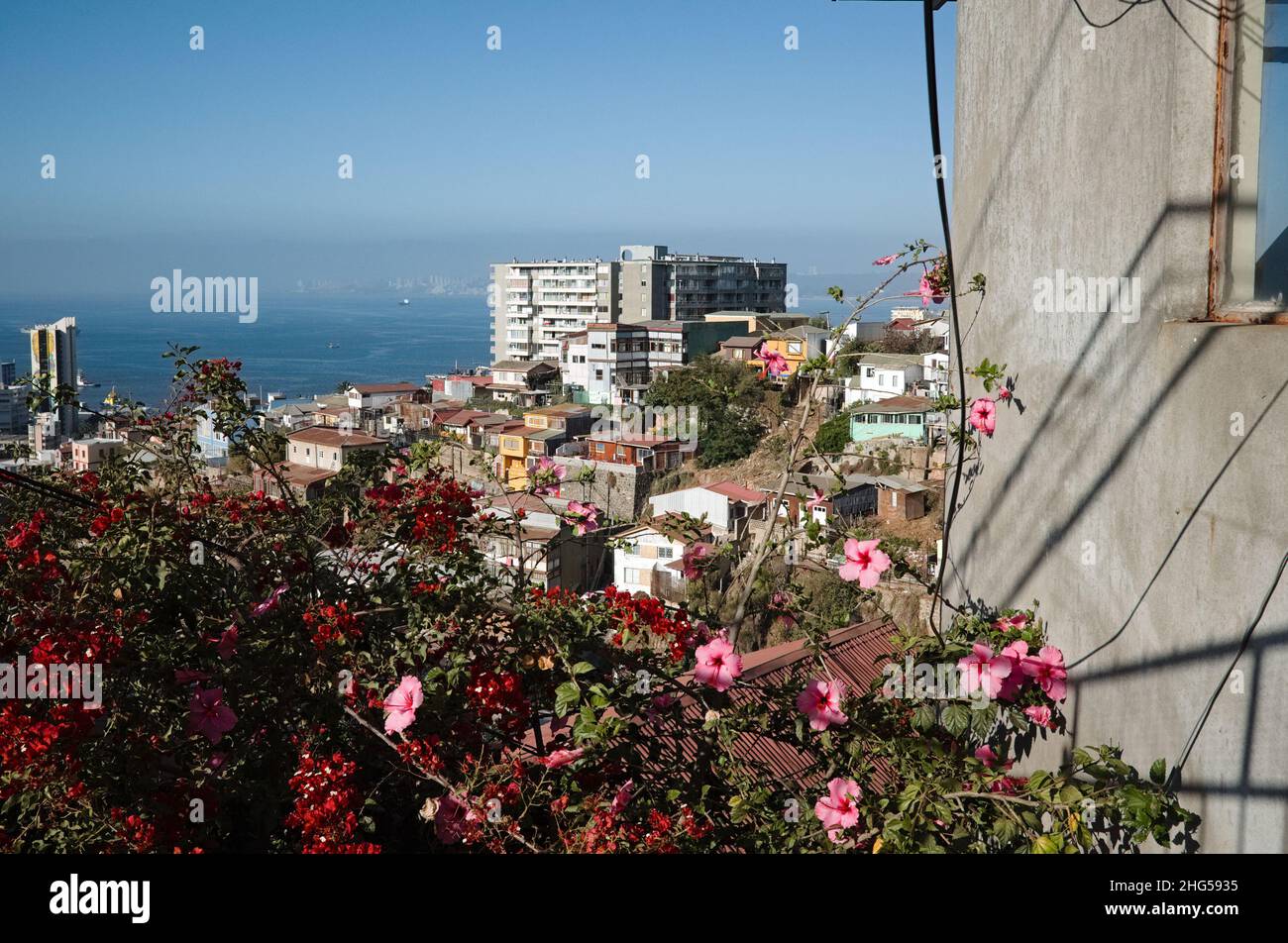 View to Valparaiso city and ocean bay from one of hills through branches of blooming pink hibiscus. Urban city view of Valparaiso Stock Photo