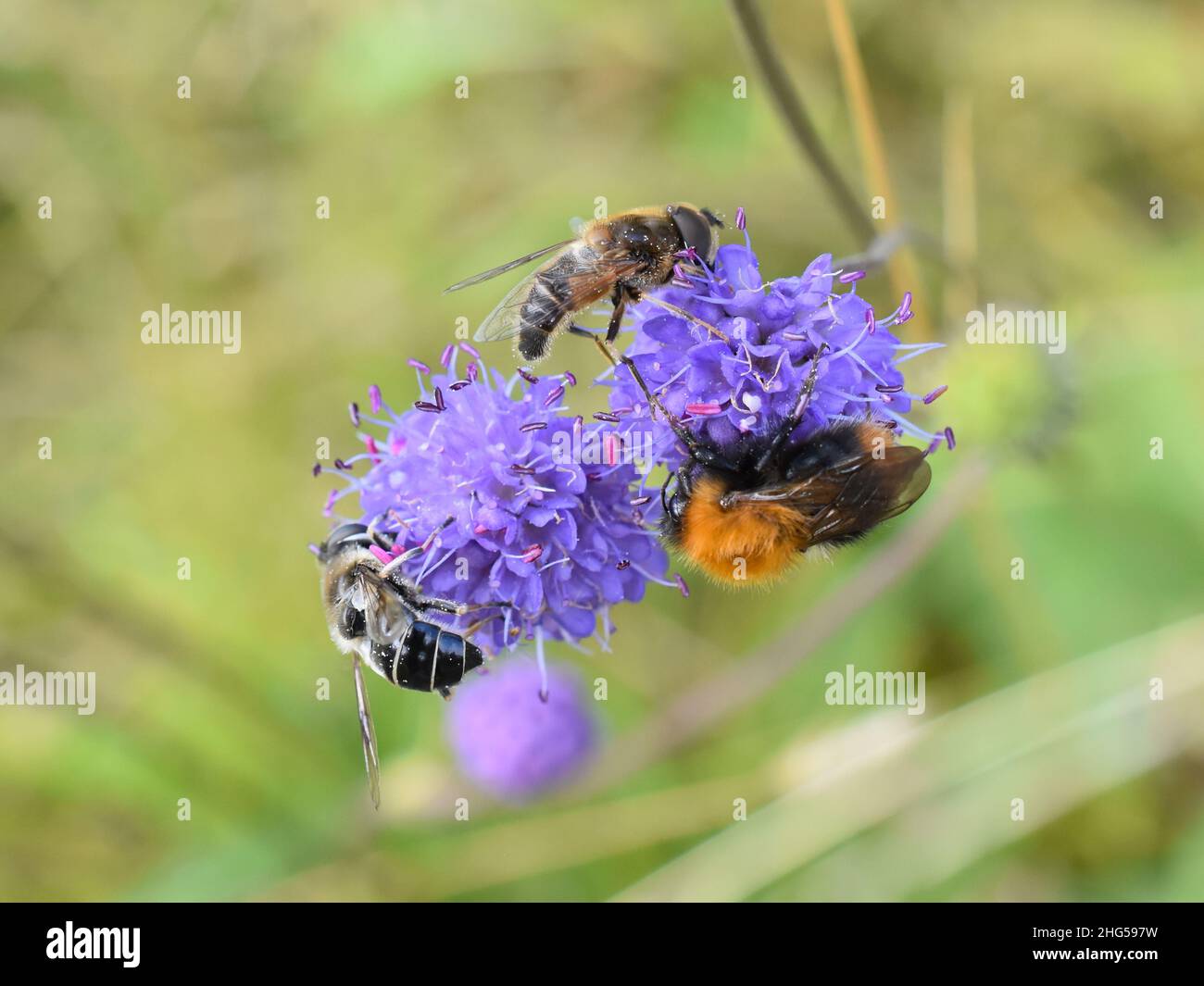 Scabious plant attracting different insects pollinating flower Stock