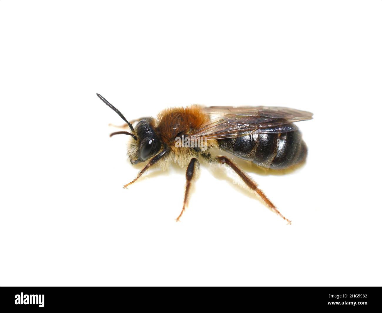 The wild solitary bee Andrena ruficrus isolated on white background Stock Photo