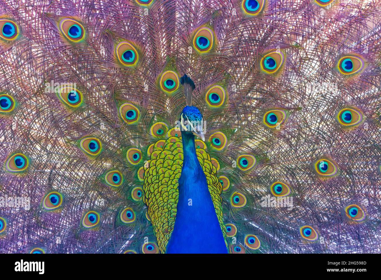 Portrait of a peacock with its tail outstretched. The colorful bird has beautiful colored eyes on its tail. Stock Photo