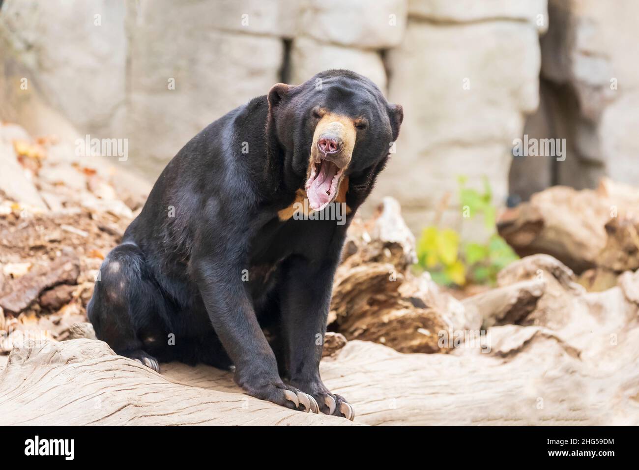 Helarctos malayanus bear - The Malaysian bear has an open mouth and teeth and tongue are visible. Stock Photo
