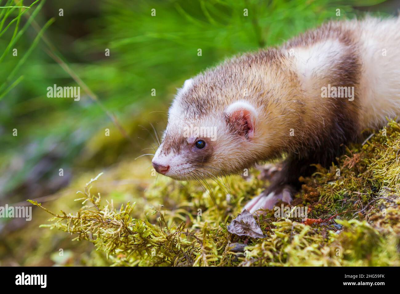 Mustela putorius furo - A ferret in the forest has an open mouth and a protruding tongue. Photo with nice bokeh. Stock Photo