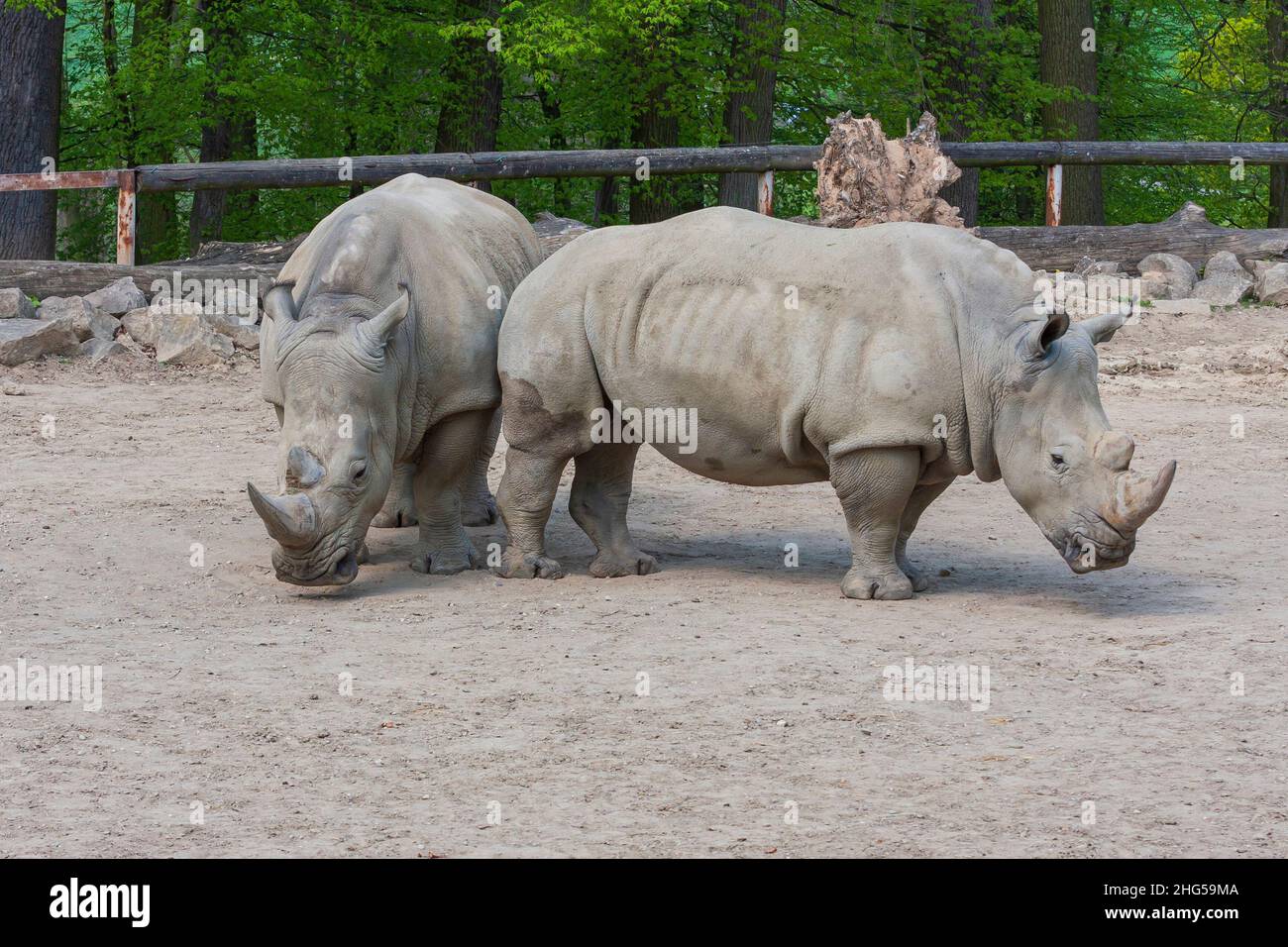 Rhinocerotidae - Rhinoceros resting in the paddock in the kennel. Stock Photo