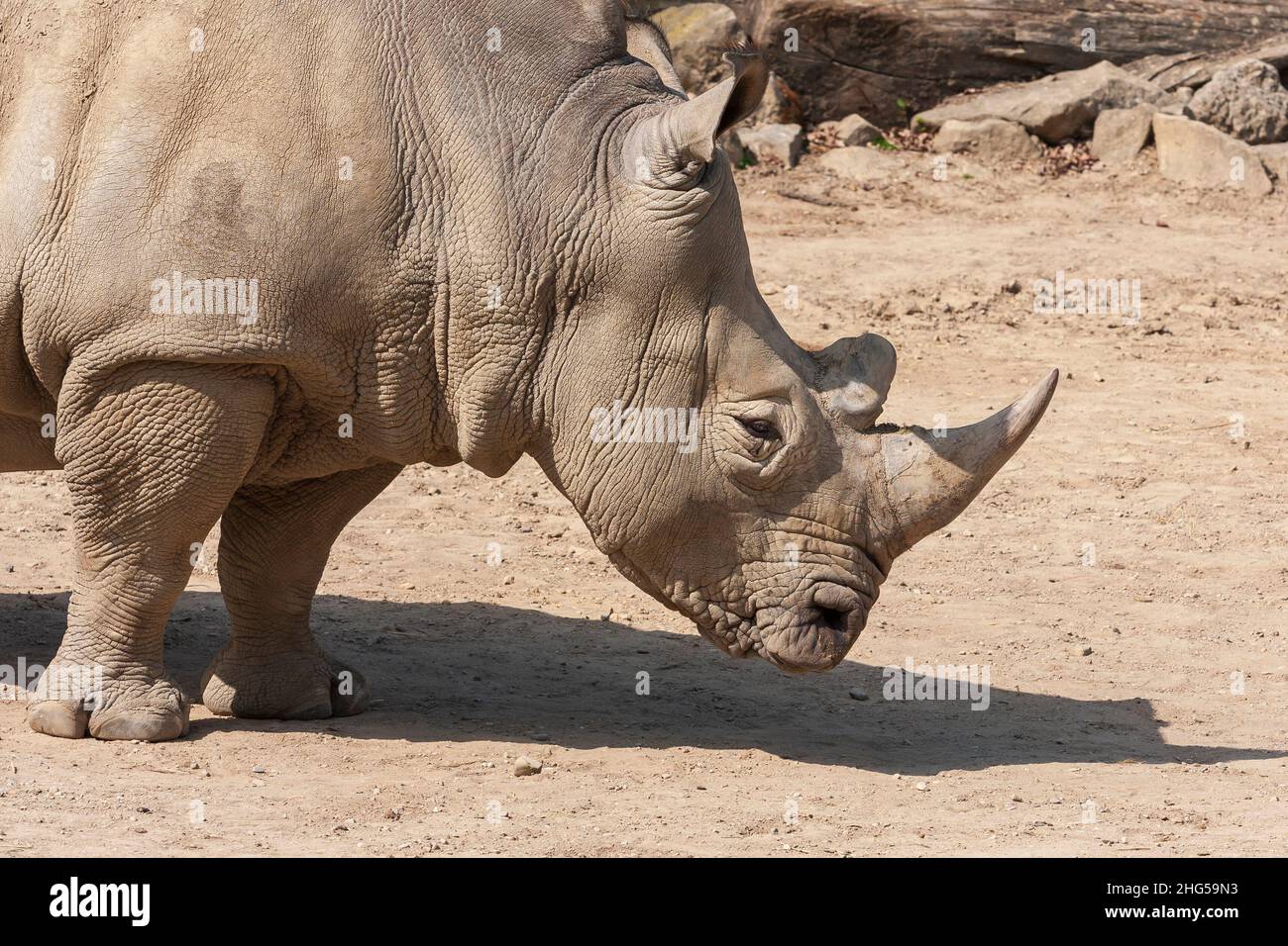 Rhinocerotidae - Rhinoceros resting in the paddock in the kennel. Stock Photo