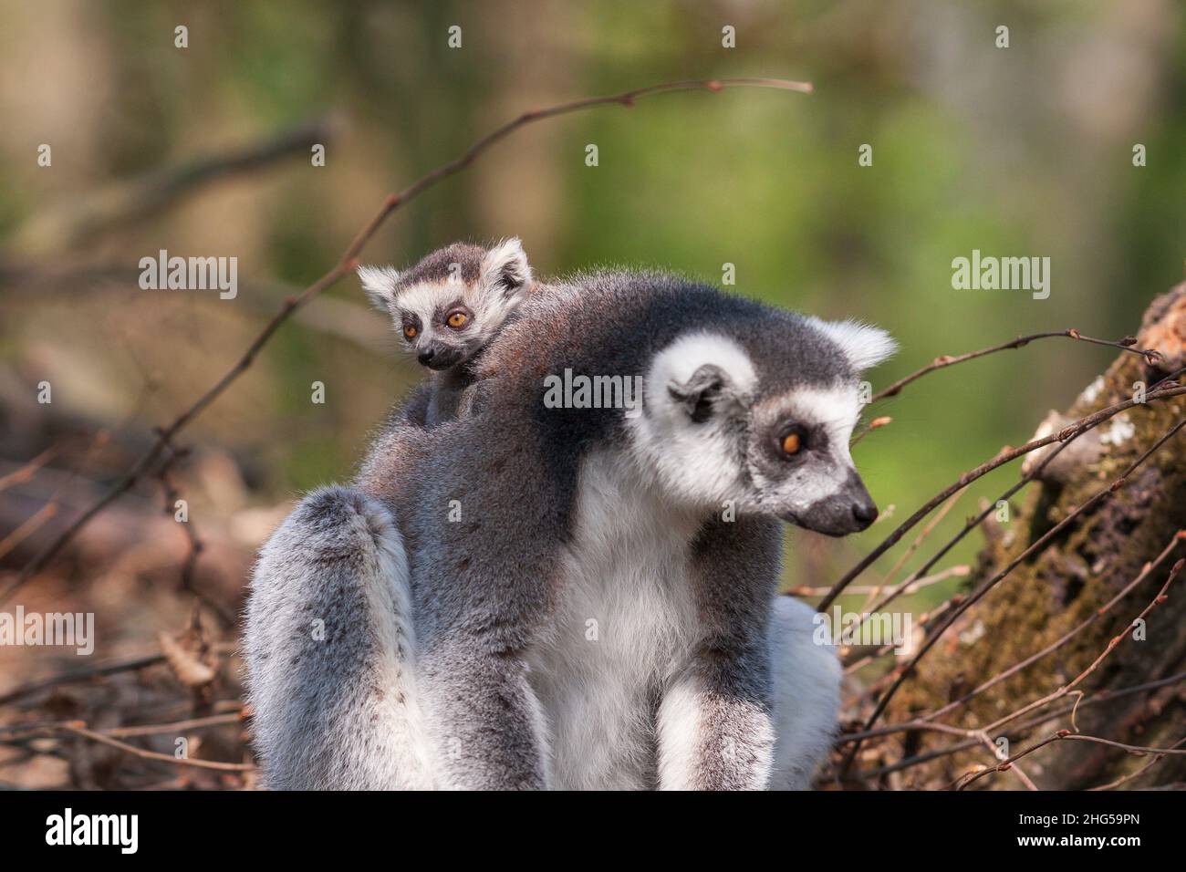 Portrait of Lemuriformes - Lemur in the park, which has on its back a small lemur cub. Stock Photo