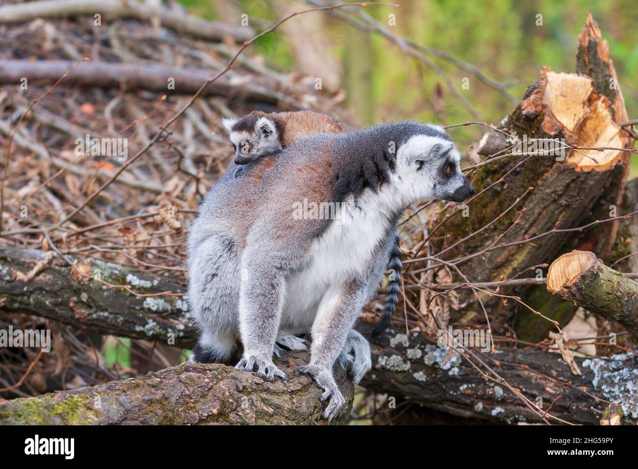 Portrait of Lemuriformes - Lemur in the park, which has on its back a small lemur cub. Stock Photo