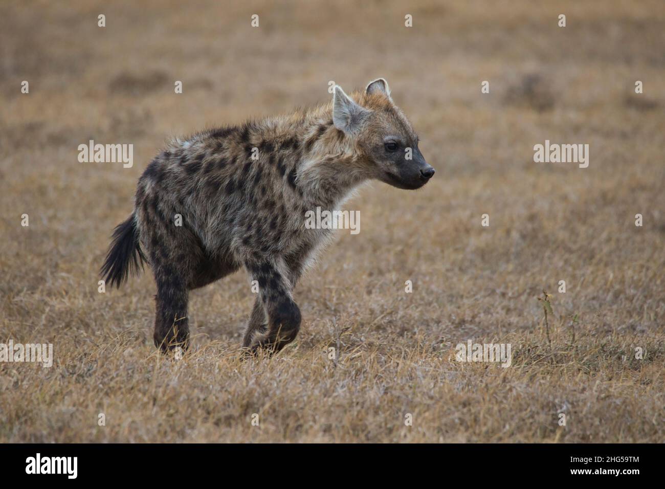 Spotted hyena, Crocuta crocuta, in the Ol Pejeta Conservancy in Kenya. Stock Photo