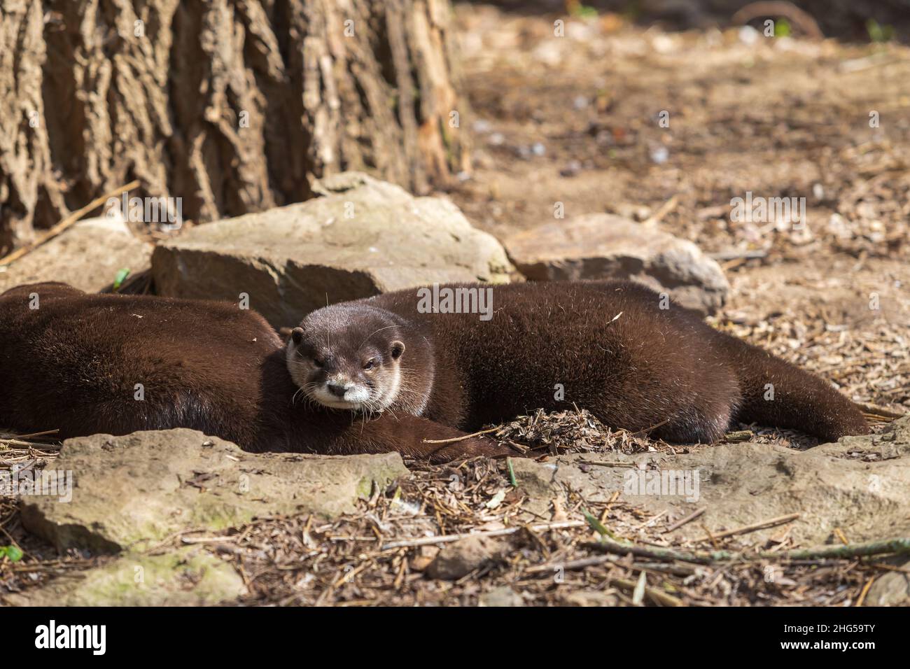 River otter - Lutra lutra lies on stones in front of a tree. Small aquatic furry animal. Stock Photo