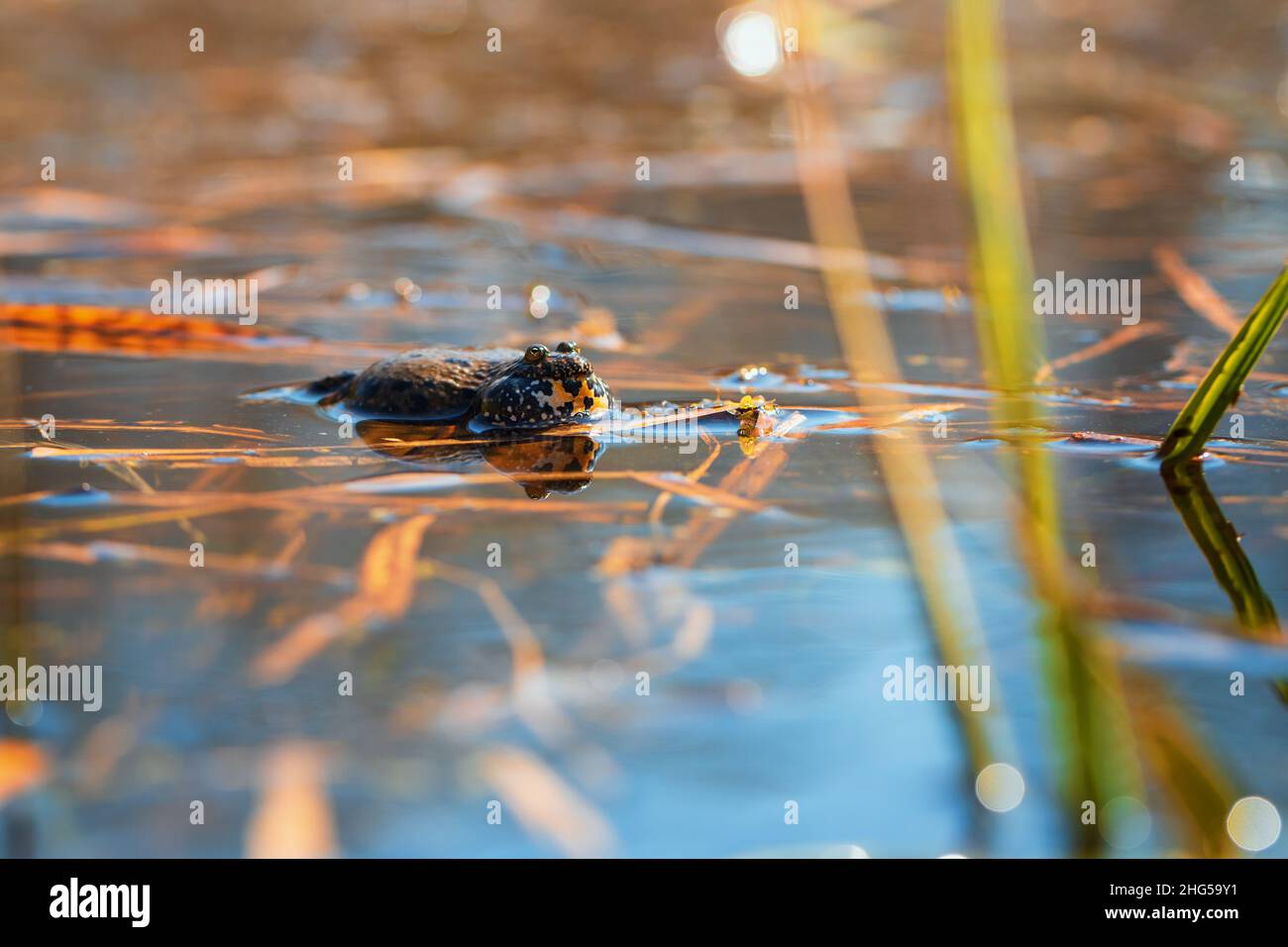 Fire Frog Common Toad - Bombina bombina lies on the surface of a pond. The photo has a beautiful bokeh. Stock Photo