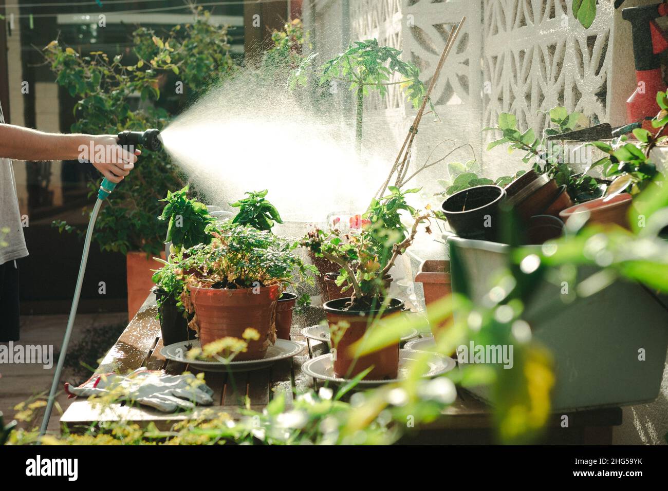 Hose house plants hi-res stock photography and images - Alamy