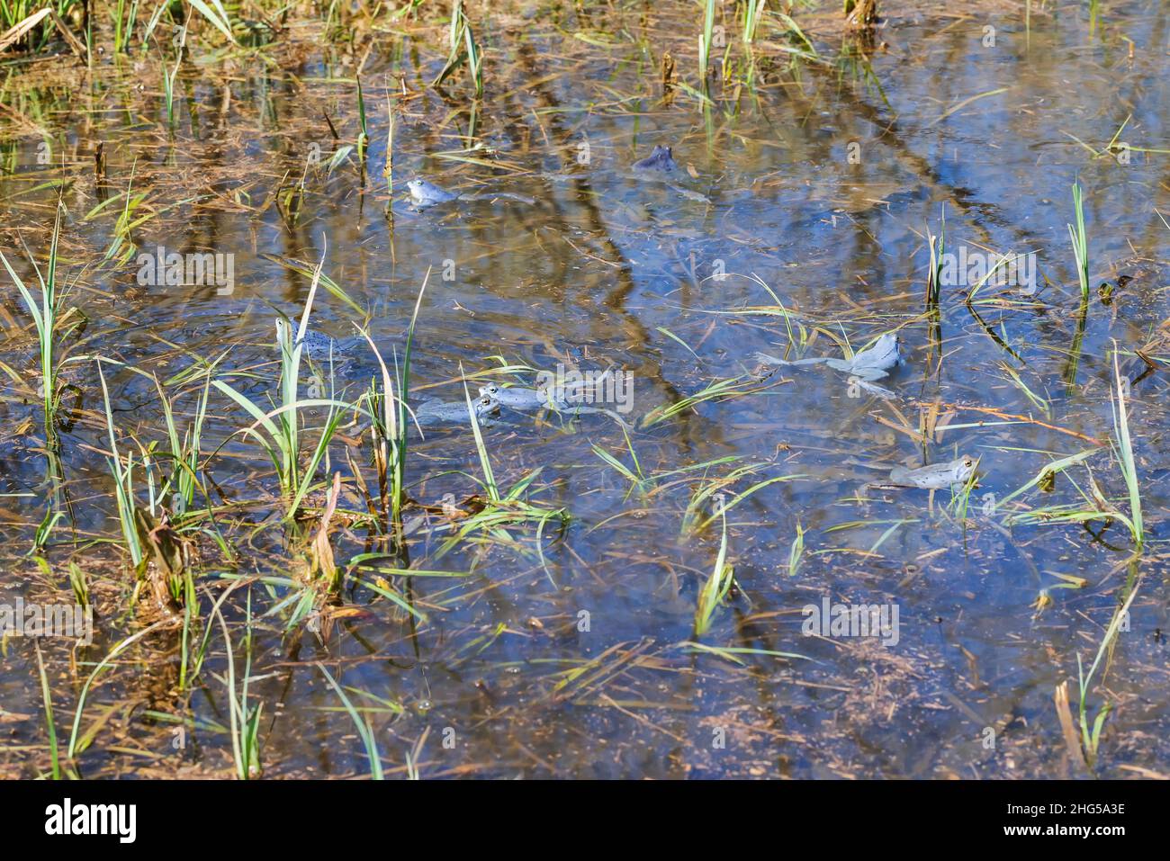 Blue Frog - Frog Arvalis on the surface of a swamp. Photo of wild nature Stock Photo