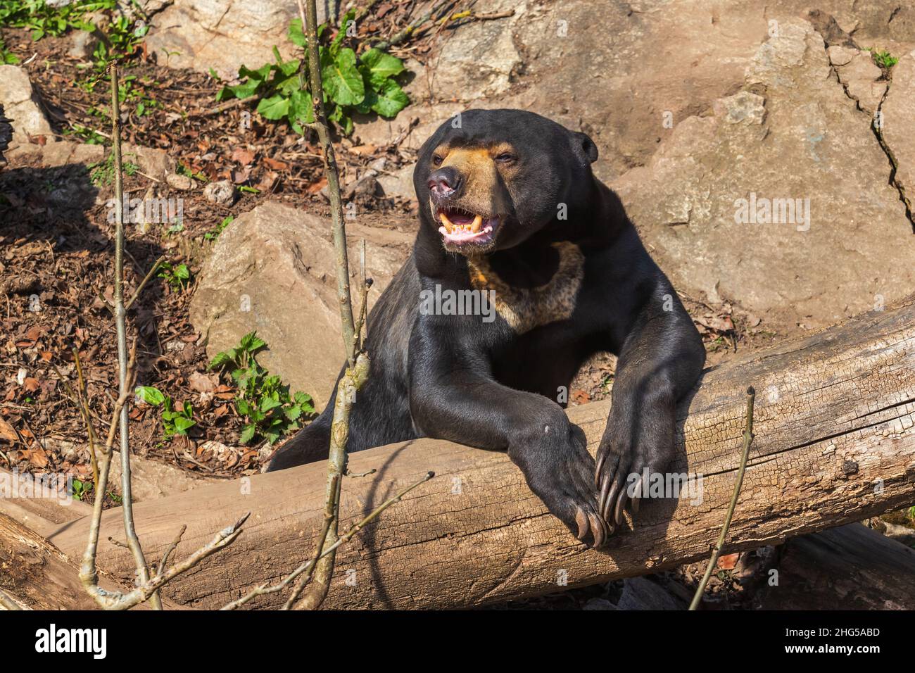 Malayan bear - Helarctos malayanus - the smallest species of bear. It is black and on a rock. Stock Photo