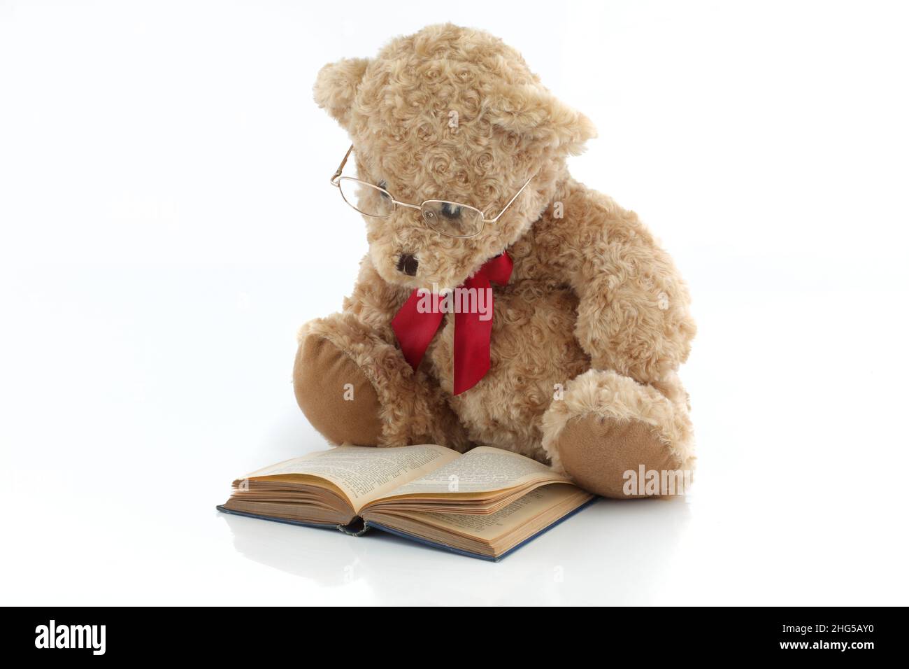 Teddy bear with glasses reading a book Stock Photo