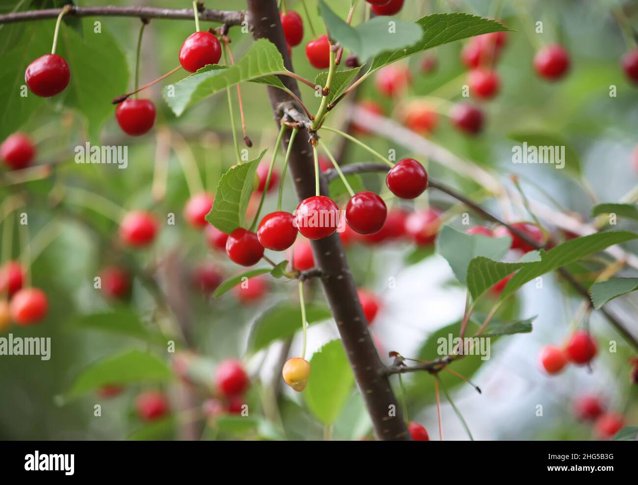 Red ripe fresh cherries close up outdoors Stock Photo - Alamy