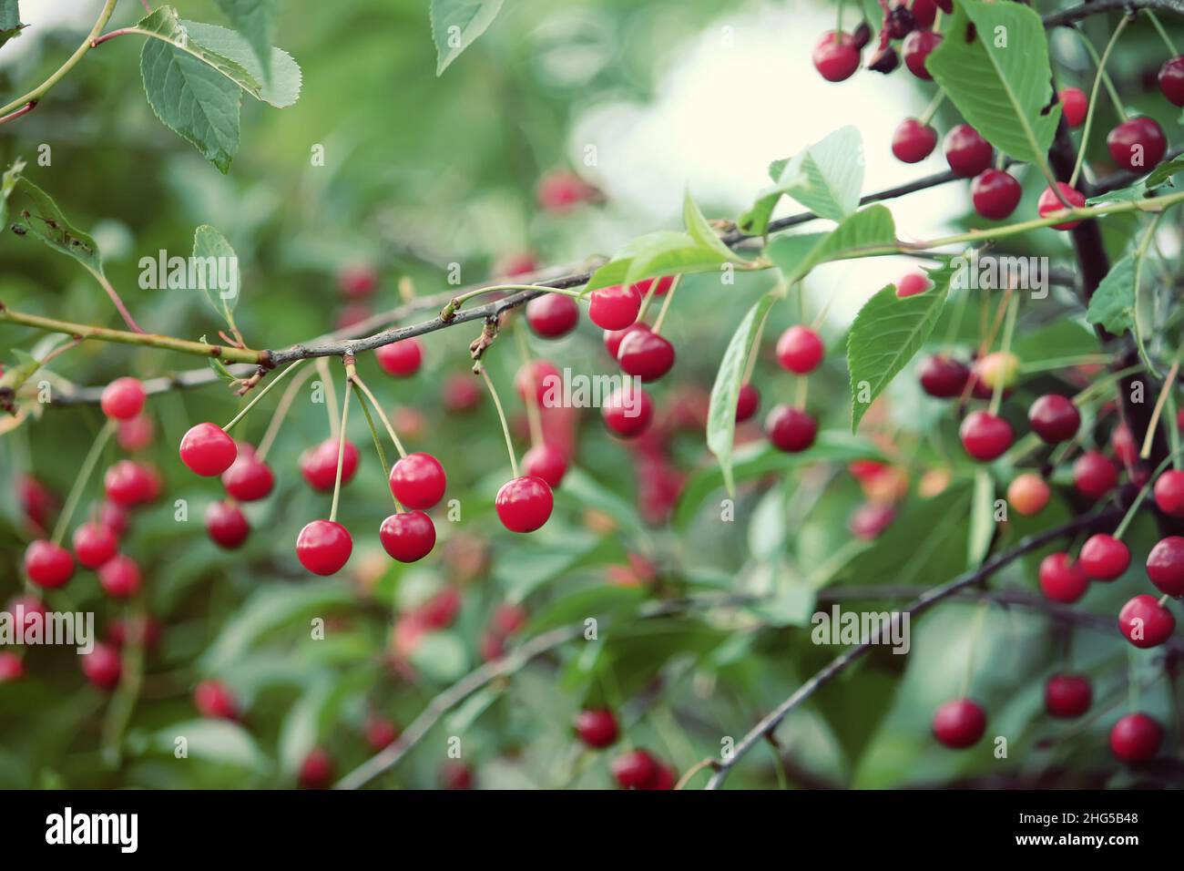 Red ripe fresh cherries close up outdoors Stock Photo - Alamy